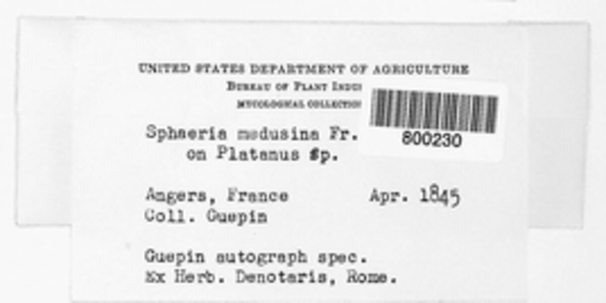 Sphaeria medusina image